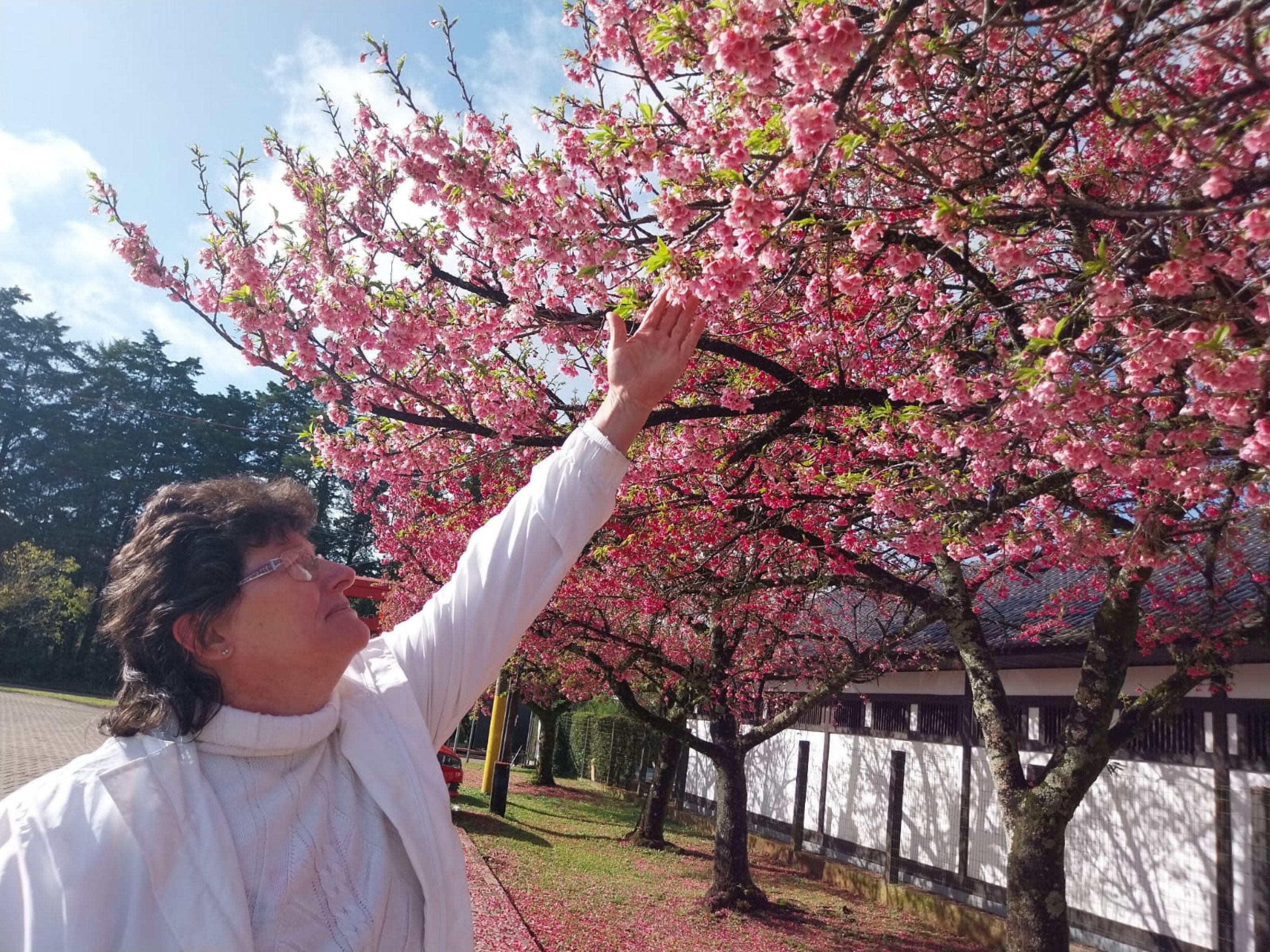 Cerejeiras na Colônia Japonesa dão espetáculo para Márcia Arnold | abc+