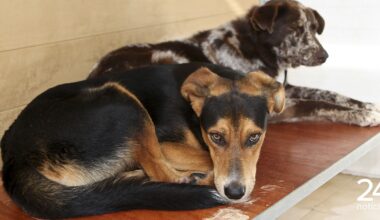 Dia Internacional do Animal Abandonado: cães e gatos os mais abandonados, alerta GNR - Atualidade