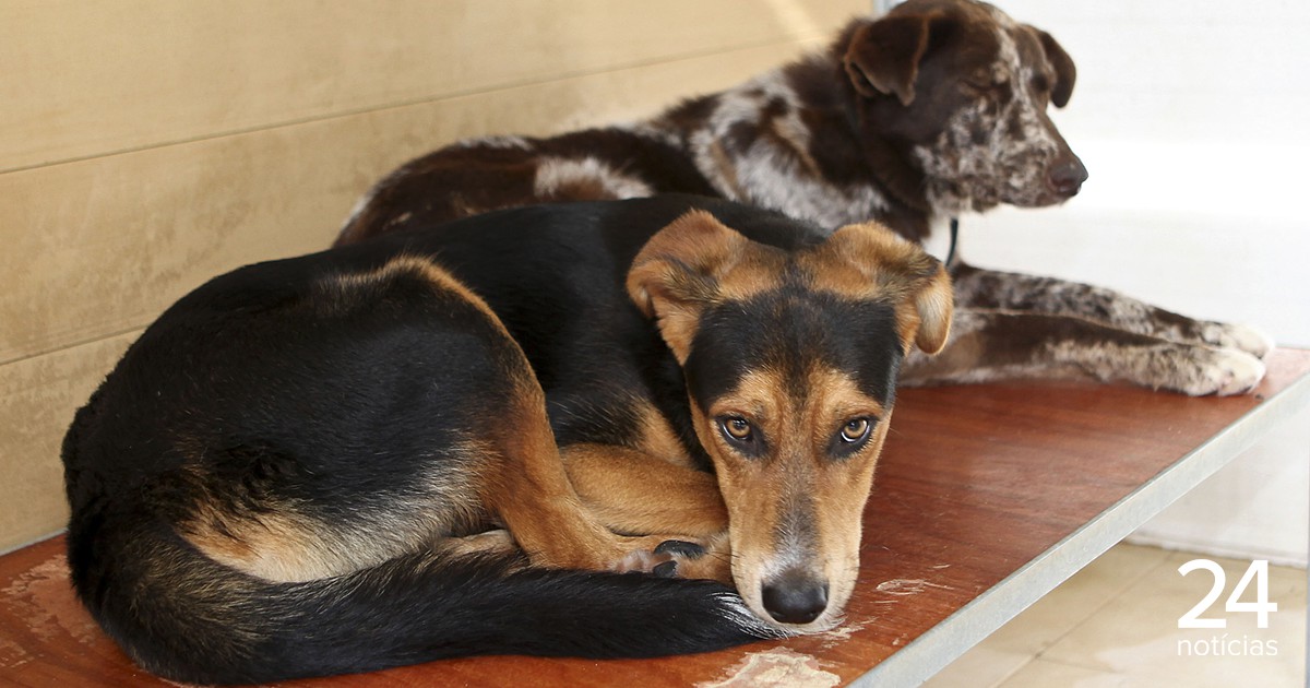 Dia Internacional do Animal Abandonado: cães e gatos os mais abandonados, alerta GNR - Atualidade
