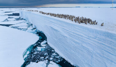 Algumas das fotos a concurso no Wildlife Photographer of the Year