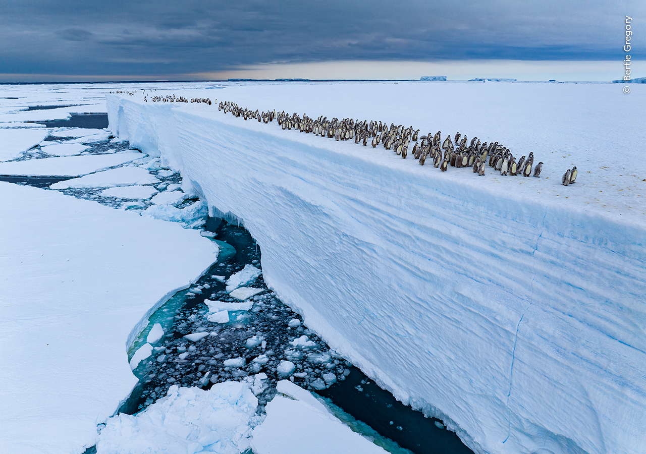 Algumas das fotos a concurso no Wildlife Photographer of the Year