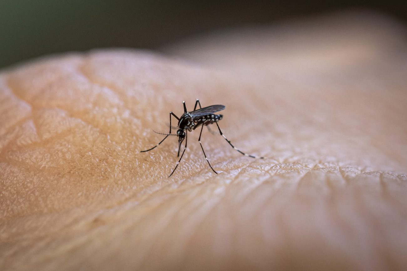 Mosquito Aedes aegypti