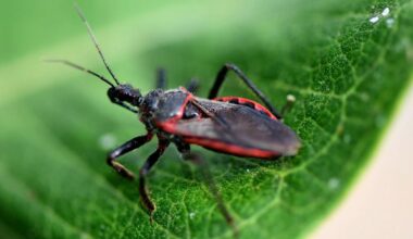 Doença de Chagas é endémica nos Estados Unidos, diz investigação