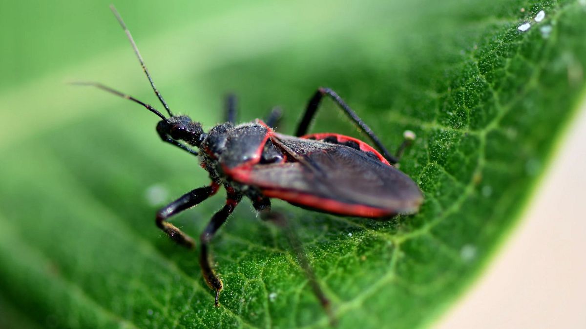 Doença de Chagas é endémica nos Estados Unidos, diz investigação