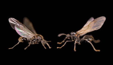 “Quase ficção científica”: primeiro animal visto a clonar membros de outra espécie
