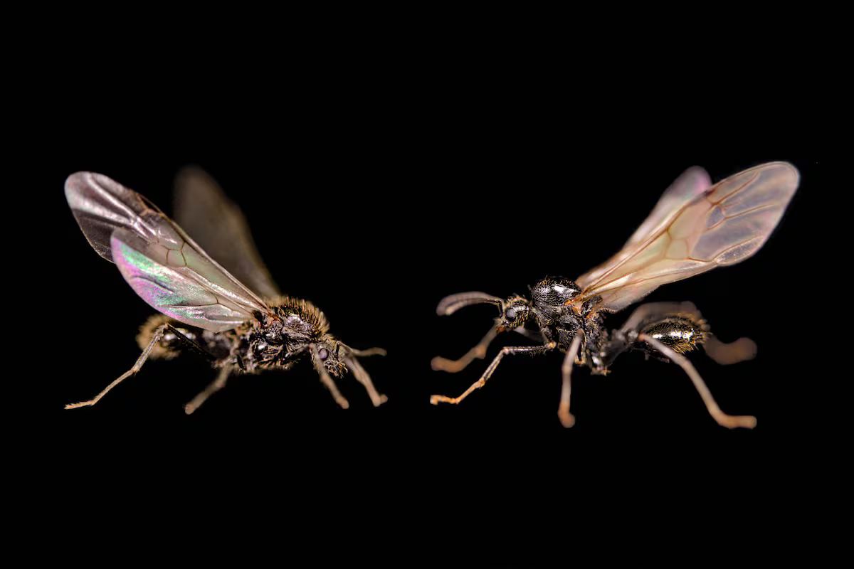 “Quase ficção científica”: primeiro animal visto a clonar membros de outra espécie