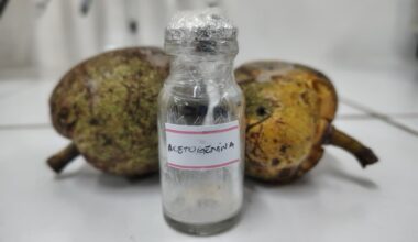 Química Verde: Uece recebe patente pela invenção de larvicida natural contra Aedes aegypti e Aedes albopictus