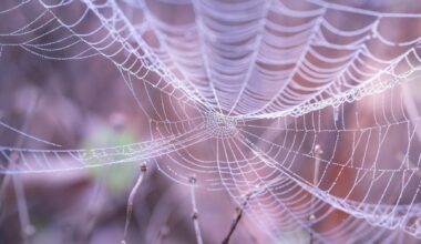 Identificada nova espécie de aranha na Península Ibérica
