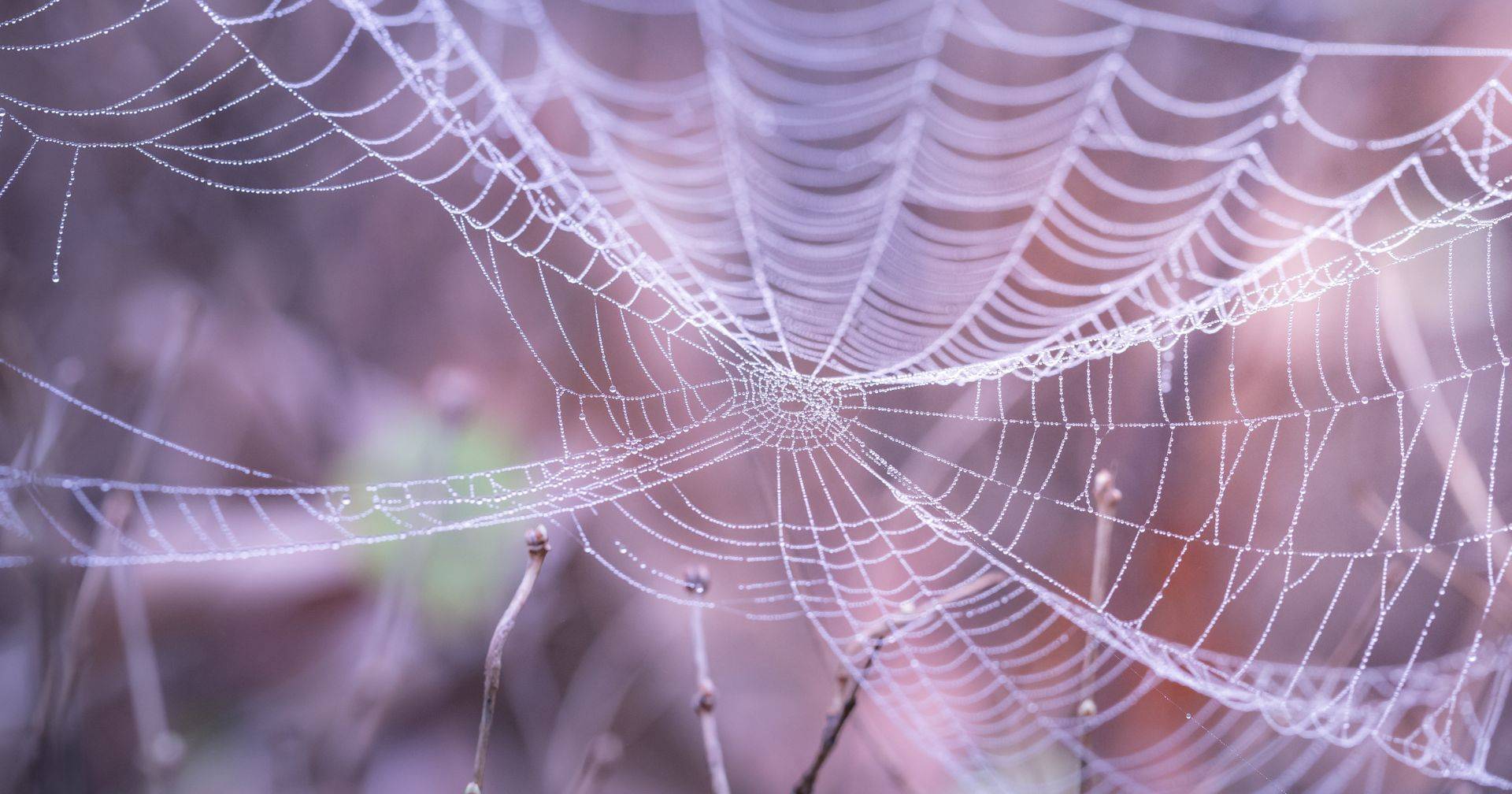 Identificada nova espécie de aranha na Península Ibérica