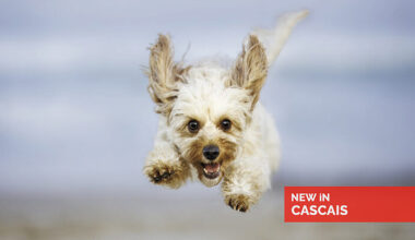 Esta fotógrafa transforma animais de estimação em verdadeiras estrelas de revista — New in Cascais