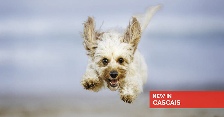 Esta fotógrafa transforma animais de estimação em verdadeiras estrelas de revista — New in Cascais