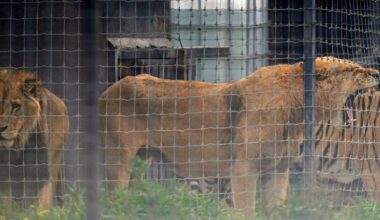 Funcionário de jardim zoológico morto por leões à frente de visitantes