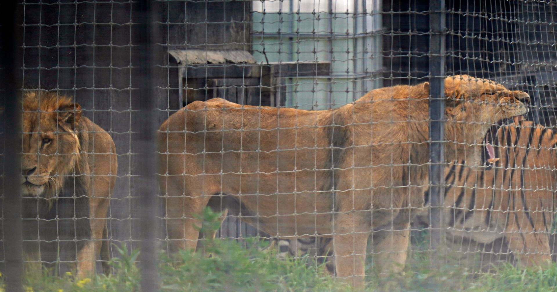Funcionário de jardim zoológico morto por leões à frente de visitantes