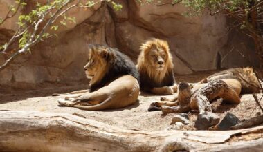 Funcionário de jardim zoológico morto por leões à frente de visitantes