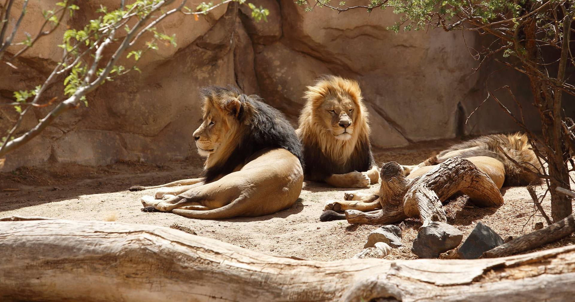 Funcionário de jardim zoológico morto por leões à frente de visitantes