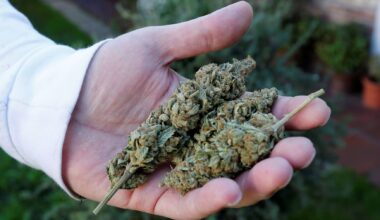 PJ deteve o cabecilha do esquema milionário de plantações de canábis medicinal