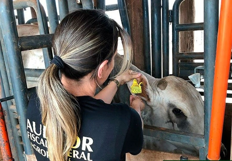 Anffa Sindical alerta para os riscos da tuberculose bovina em animais e...