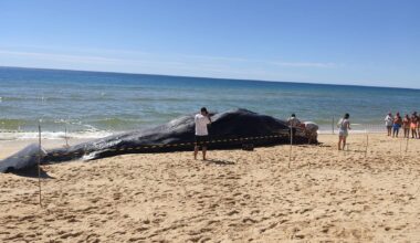 Cachalote de 14 toneladas deu à costa na Ilha da Armona em Olhão