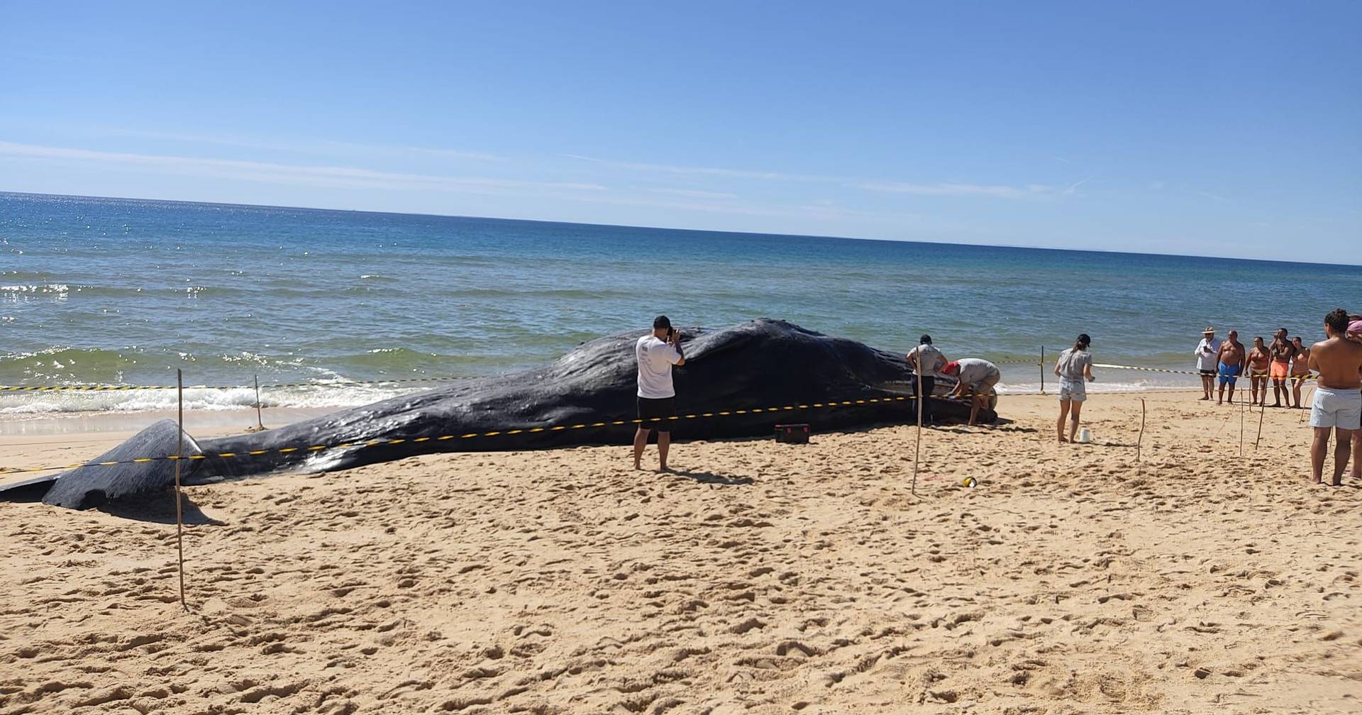 Cachalote de 14 toneladas deu à costa na Ilha da Armona em Olhão