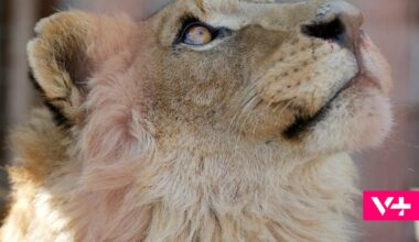 Tragédia no Jardim Zoológico. Tratador morre atacado por leões