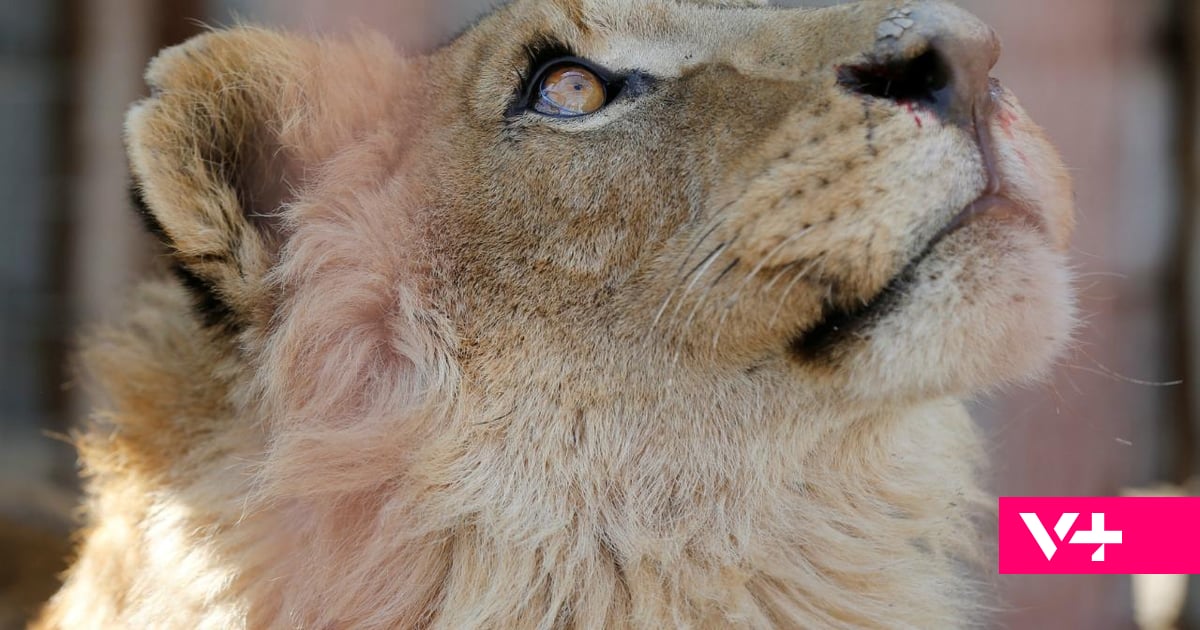 Tragédia no Jardim Zoológico. Tratador morre atacado por leões