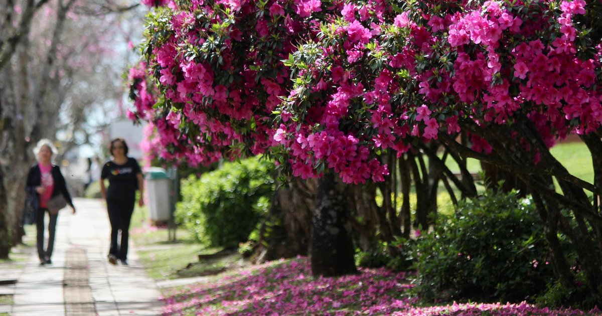 Espirro, coceira e olhos irritados: como prevenir os sintomas alérgicos durante a primavera