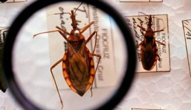 Doença de chagas avança nos EUA e preocupa autoridades - 25/09/2025 - Equilíbrio e Saúde