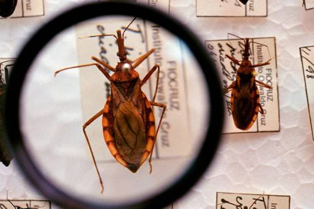 Doença de chagas avança nos EUA e preocupa autoridades - 25/09/2025 - Equilíbrio e Saúde