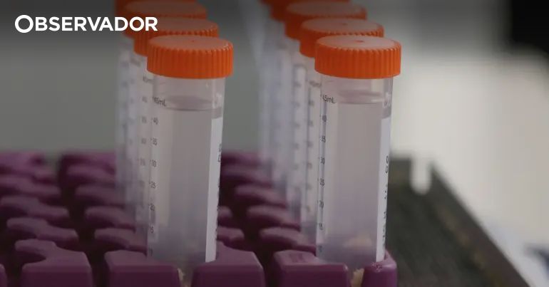 Estudo mostra que reposição de vitamina C atrasa Alzheimer – Observador