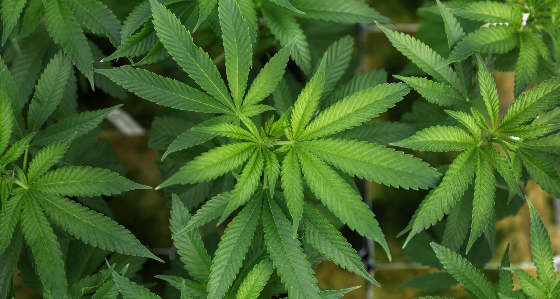 Extrato de Cannabis pode aliviar dores crônicas na lombar - 29/09/2025 - Equilíbrio e Saúde