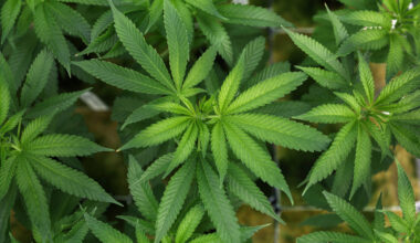 Extrato de Cannabis pode aliviar dores crônicas na lombar - 29/09/2025 - Equilíbrio e Saúde