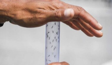 Doença é transmitida pelo Aedes aegypti e pode ser incapacitante -  (crédito: Apu Gomes/AFP)