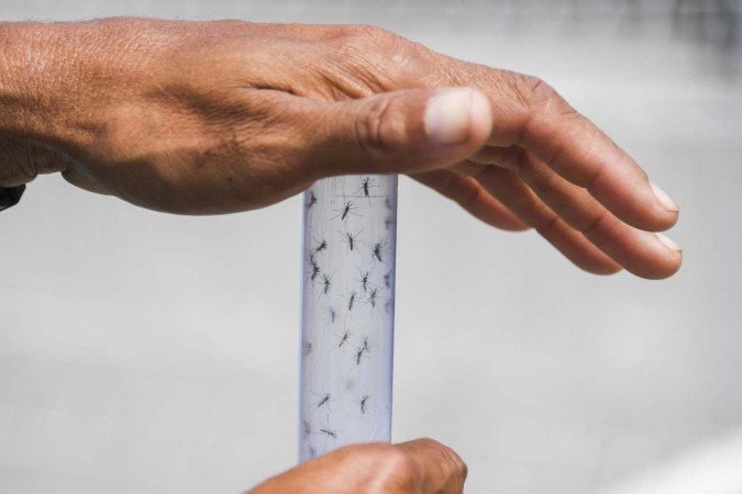 Doença é transmitida pelo Aedes aegypti e pode ser incapacitante -  (crédito: Apu Gomes/AFP)