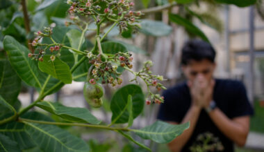 Floração do caju aumenta sintomas de alergias; saiba como tratar e quando procurar ajuda | CIDADES