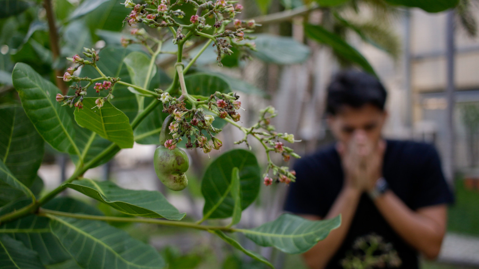Floração do caju aumenta sintomas de alergias; saiba como tratar e quando procurar ajuda | CIDADES