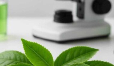 Chá verde melhora sensibilidade à insulina e tolerância à glicose