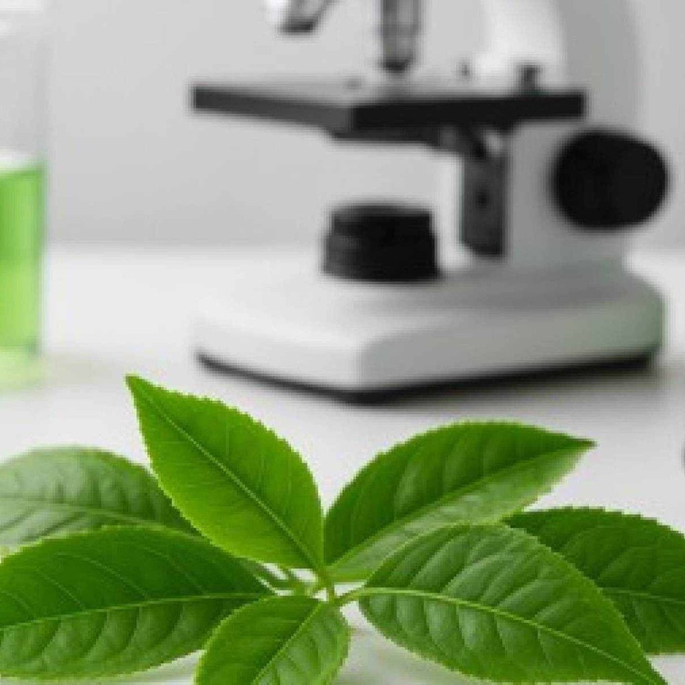 Chá verde melhora sensibilidade à insulina e tolerância à glicose