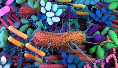 O ecossistema intestinal é formado por diversos tipos de microrganismos: desequilíbrio da microbiota pode causar doença -  (crédito:  Harvard University/iStockphoto)