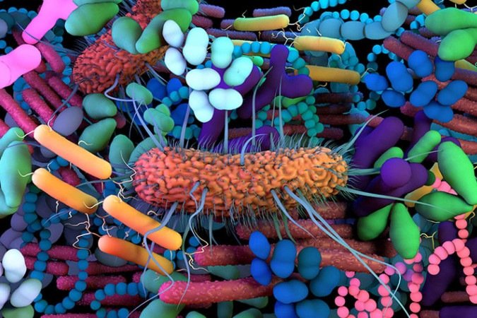 O ecossistema intestinal é formado por diversos tipos de microrganismos: desequilíbrio da microbiota pode causar doença -  (crédito:  Harvard University/iStockphoto)