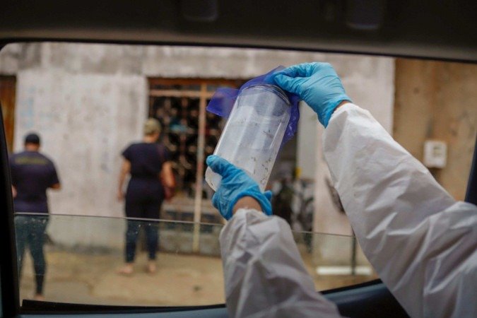 'Mosquitos do bem' são soltos no DF para ajudar no combate à dengue