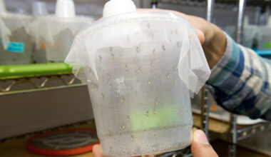 Recipiente plástico grande e transparente onde estão dezenas de mosquitos geneticamente modificados. O recipiente está coberto por um tecido respirável e é segurado pelas mãos de um homem, que usa camisa xadrez em tons de azul. Ao fundo aparecem outros recipientes dispostos em prateleiras metálicas