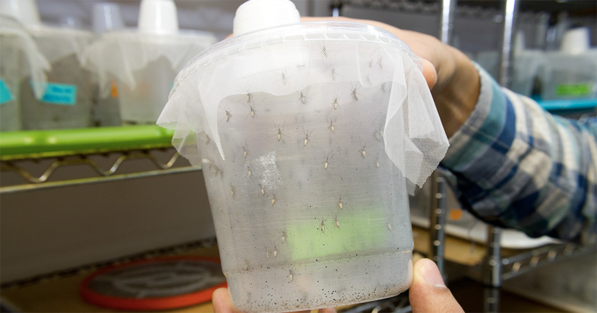Recipiente plástico grande e transparente onde estão dezenas de mosquitos geneticamente modificados. O recipiente está coberto por um tecido respirável e é segurado pelas mãos de um homem, que usa camisa xadrez em tons de azul. Ao fundo aparecem outros recipientes dispostos em prateleiras metálicas