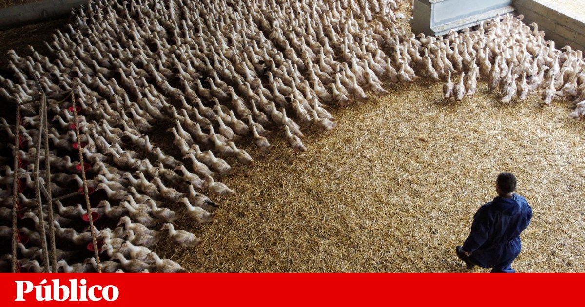 Gripe das aves detectada em Santarém. Mais de mil patos foram abatidos | Vírus