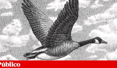 O que é natural | Opinião