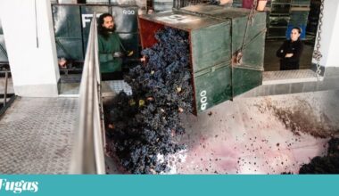 Douro tem 370 milhões de litros de vinho tinto em stock nas adegas da região | Agricultura