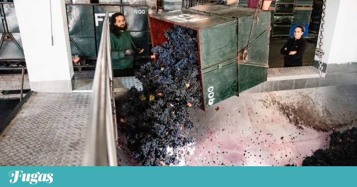 Douro tem 370 milhões de litros de vinho tinto em stock nas adegas da região | Agricultura