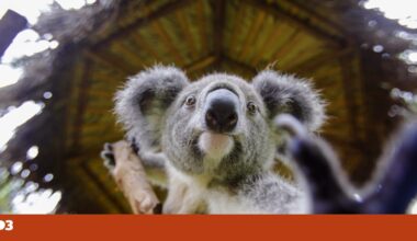 Aprovada vacina contra epidemia de clamídia em coalas australianos | Animais