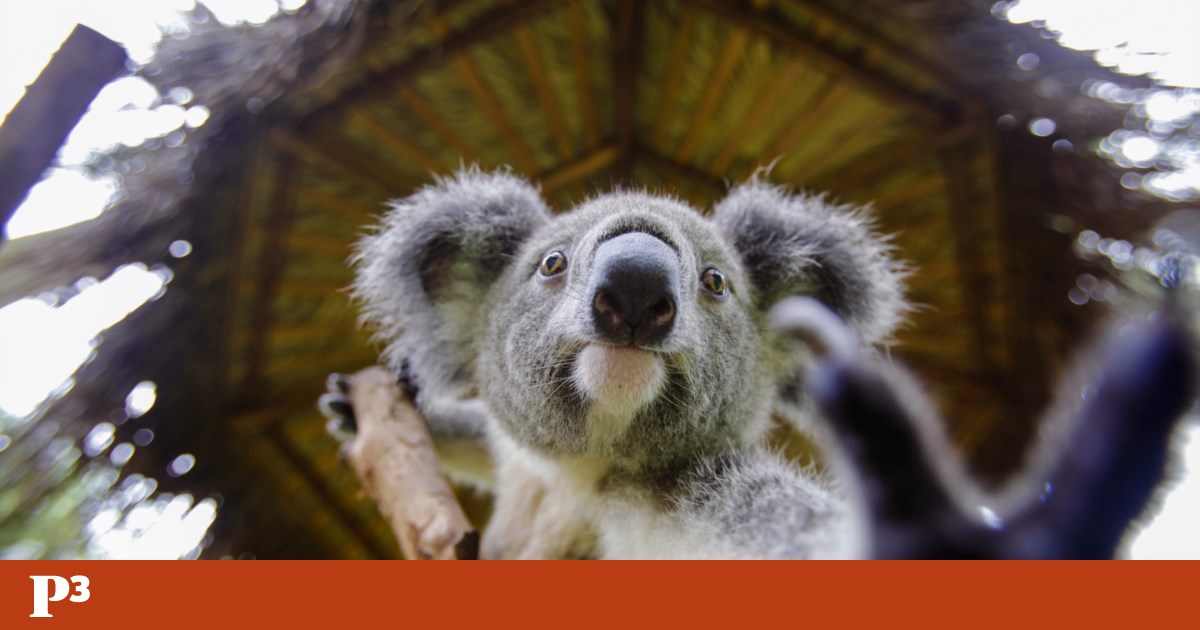 Aprovada vacina contra epidemia de clamídia em coalas australianos | Animais