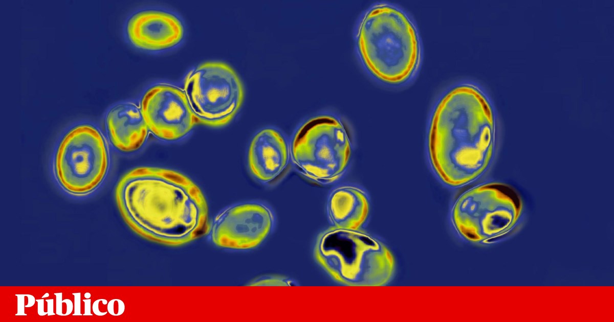 Fungo resistente a medicamentos com propagação rápida nos hospitais europeus | Saúde