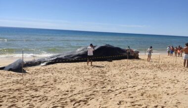 Cachalote de 14 toneladas arrojou na Ilha da Armona em Olhão | Algarve